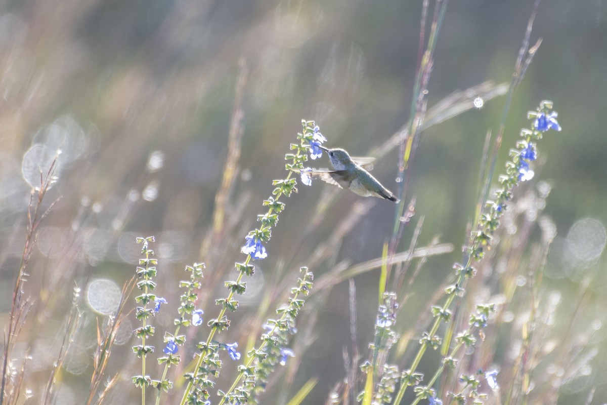 Calliope Hummingbird - ML386456421