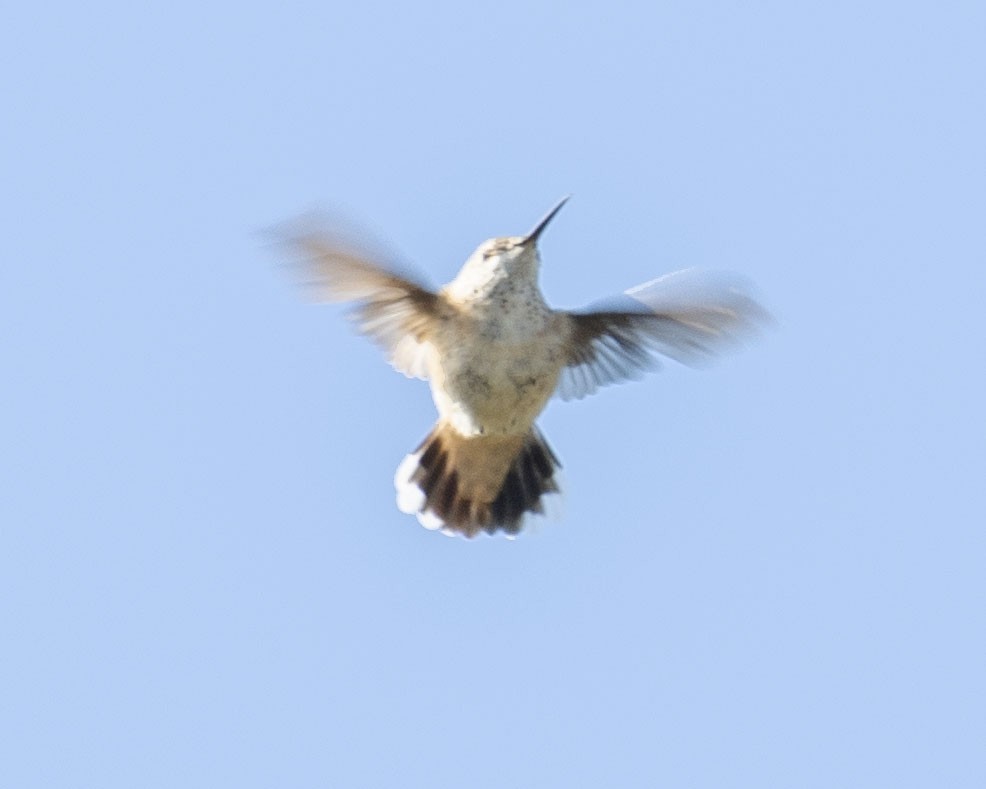 Calliope Hummingbird - ML386456441