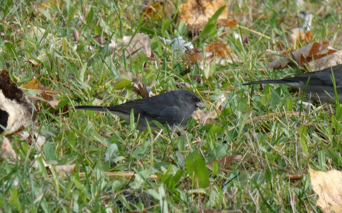 Dark-eyed Junco - ML386458931