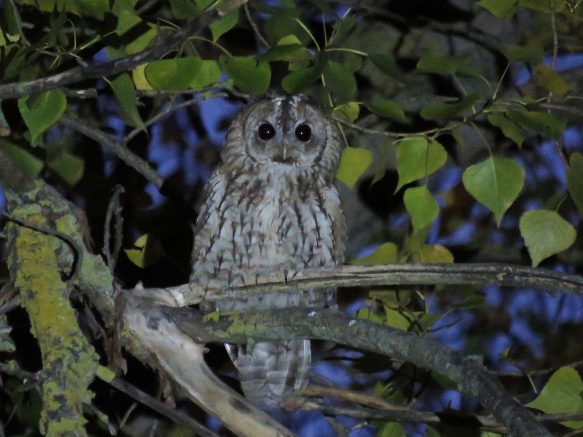 Tawny Owl - Ana Martín Conde