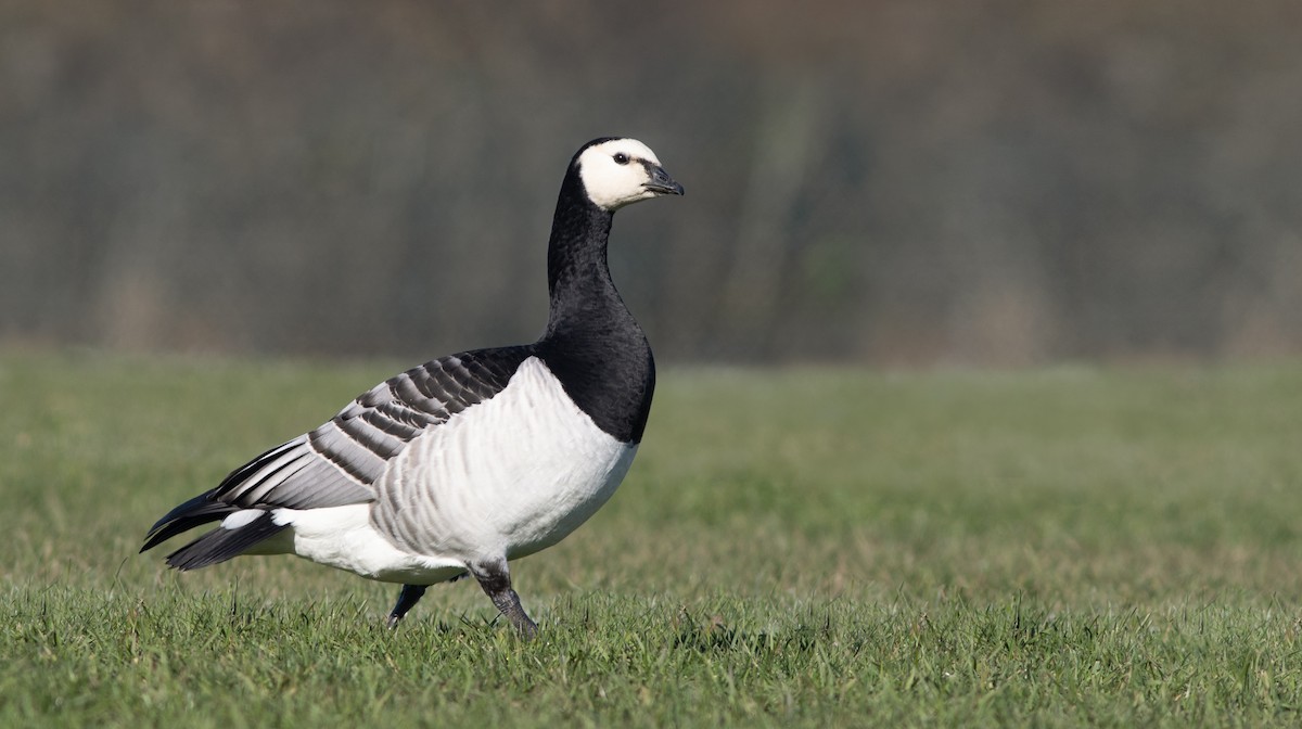 Barnacle Goose - ML386460051