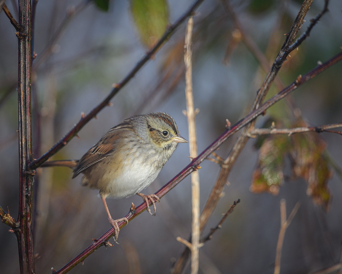 Swamp Sparrow - ML386460431