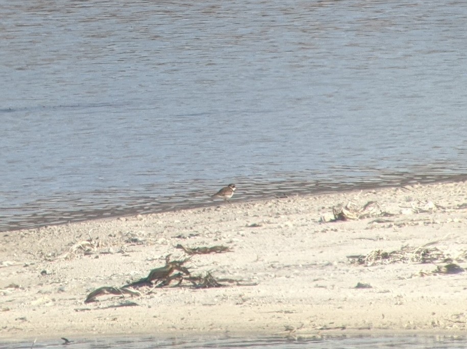 Semipalmated Plover - ML386461041