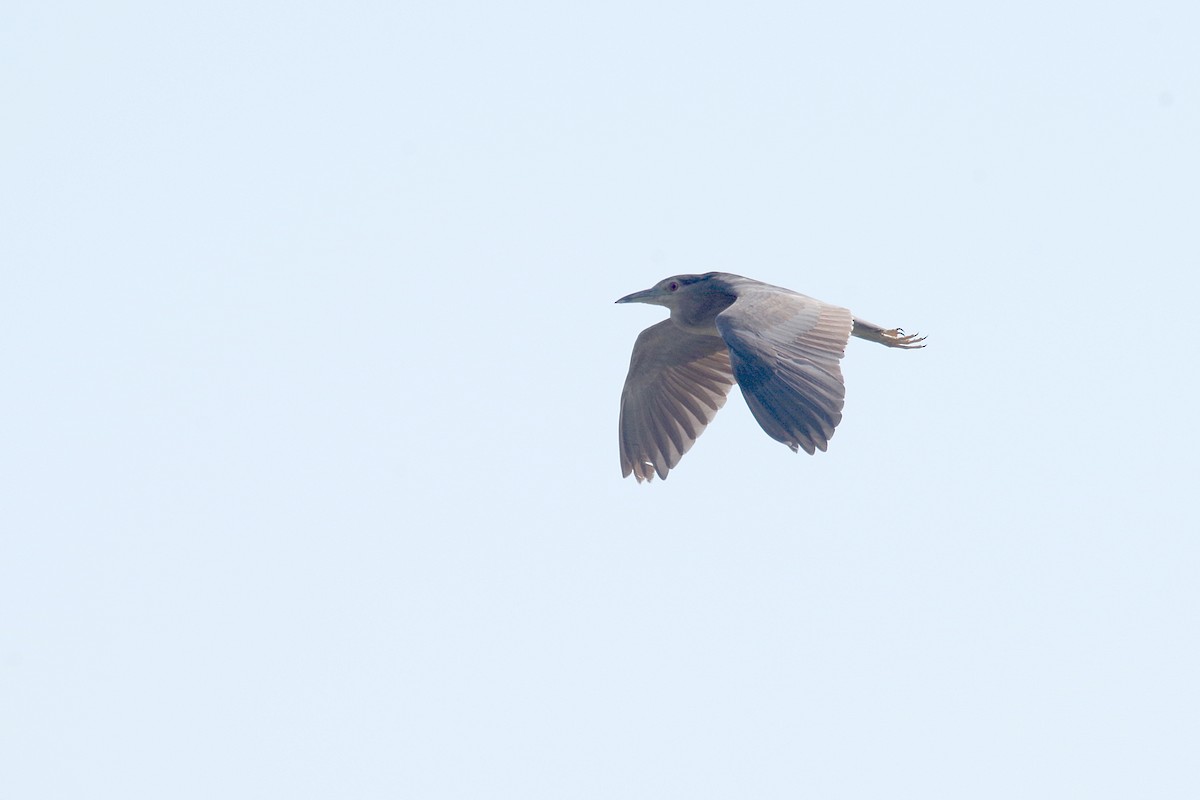 Black-crowned Night Heron - ML386461411