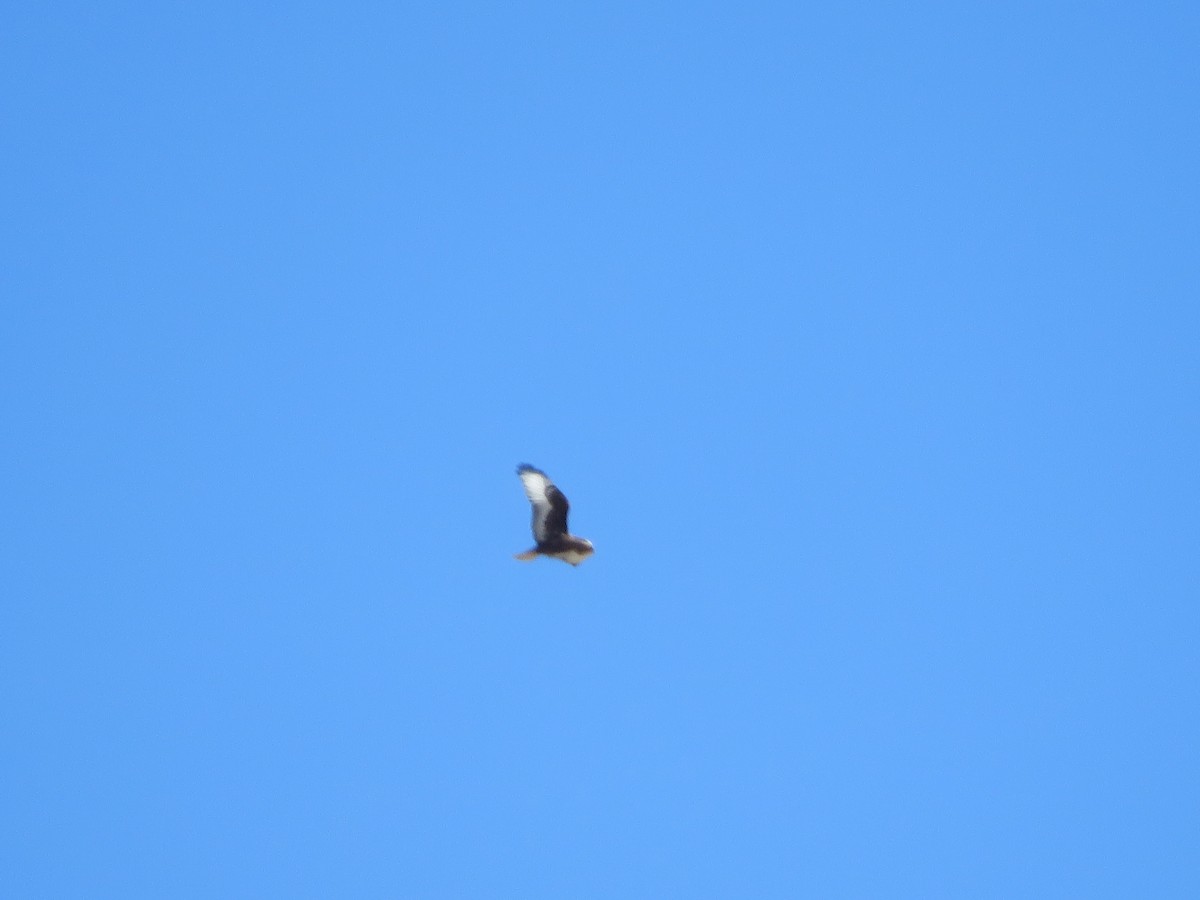 Ferruginous Hawk - ML386464121