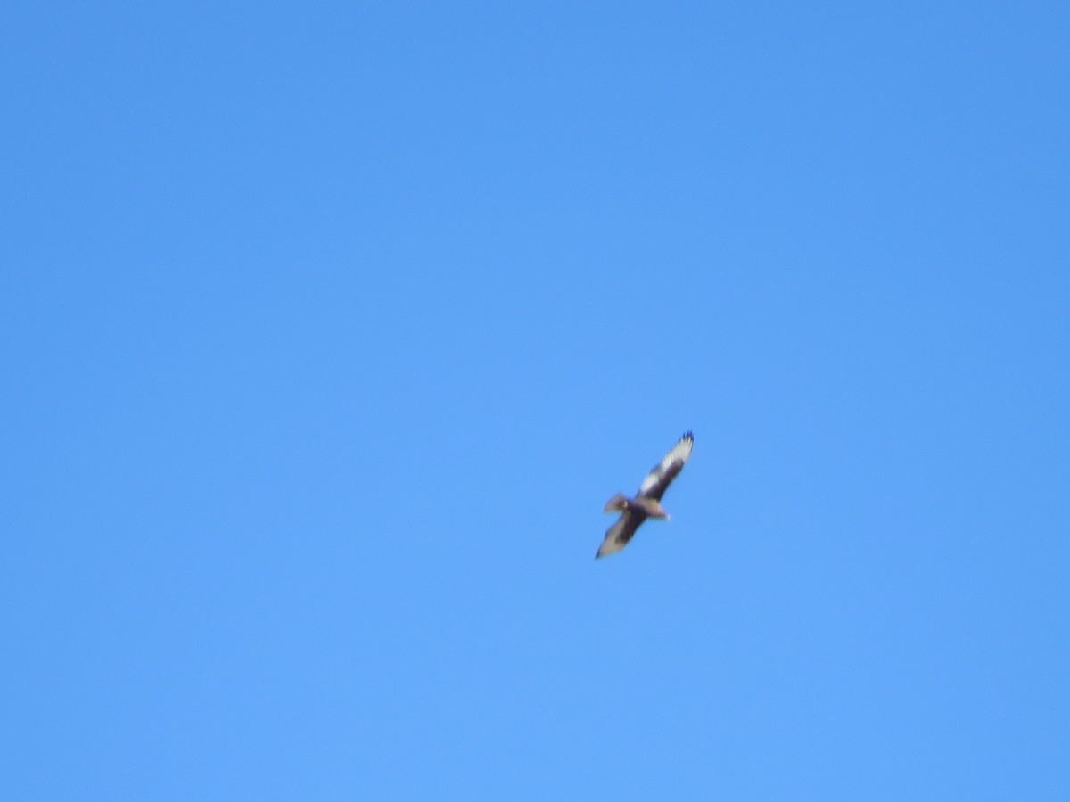 Ferruginous Hawk - ML386464131