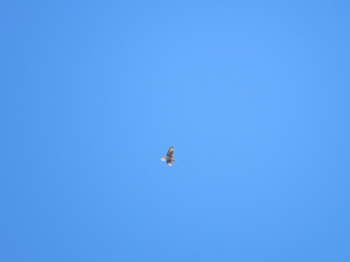 Ferruginous Hawk - ML386464141