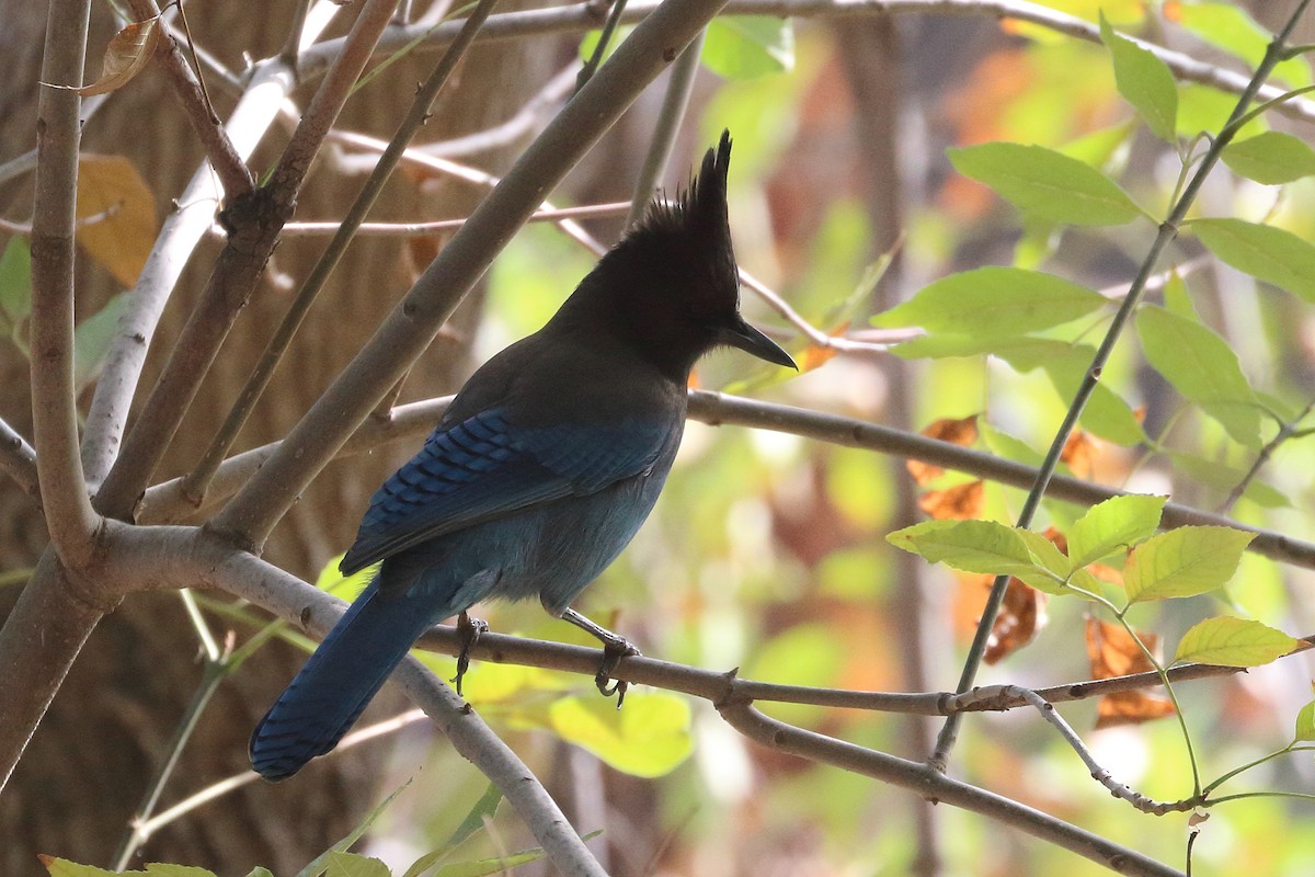 Steller's Jay - ML386464491