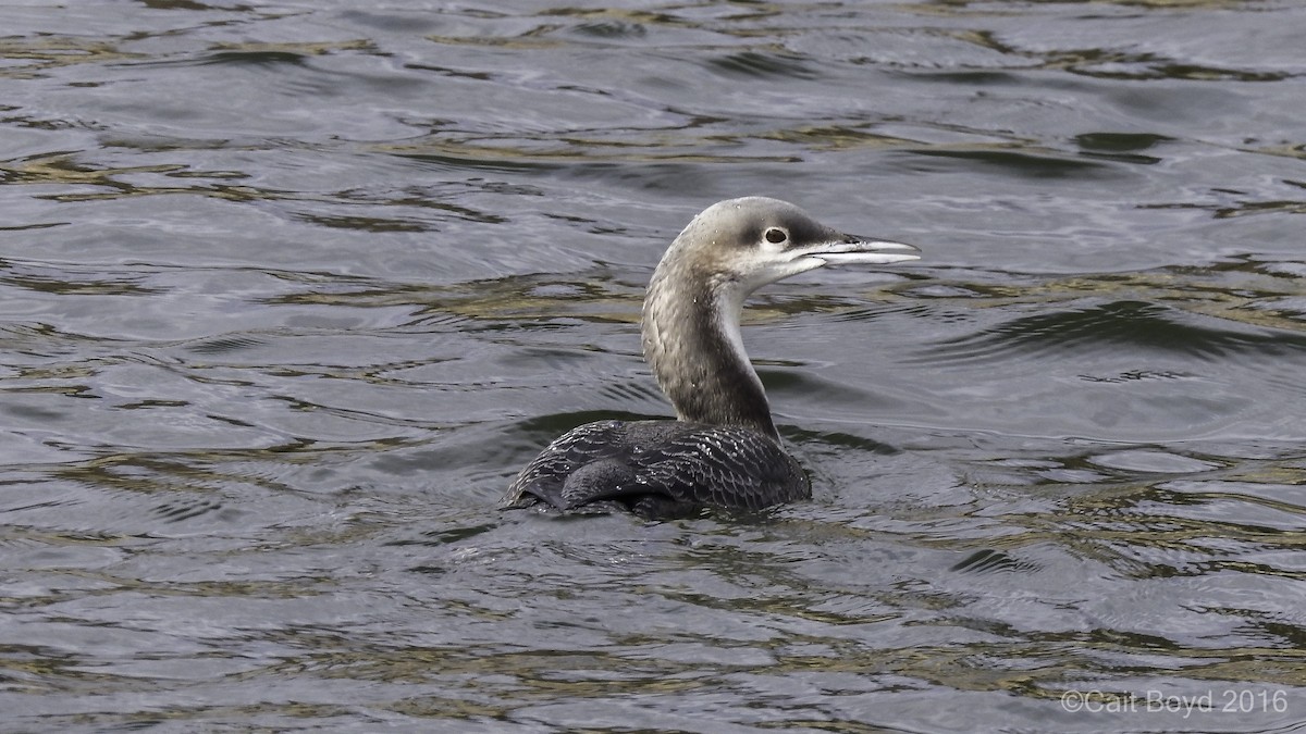 Pacific Loon - ML38646451