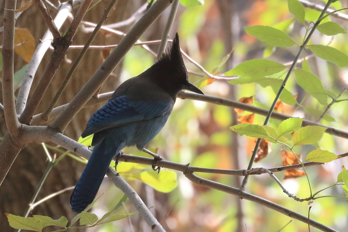 Steller's Jay - ML386464771