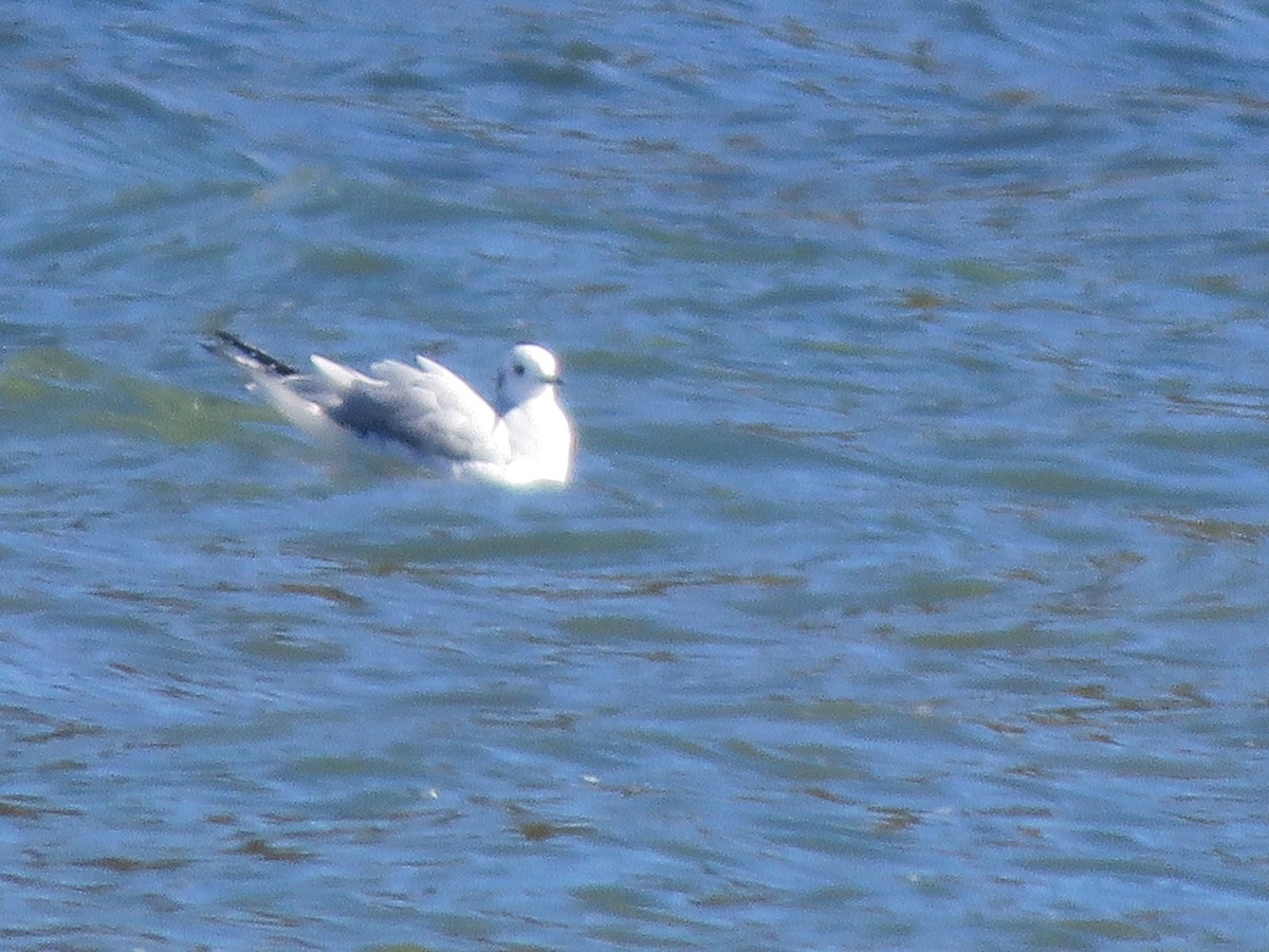 Gabbiano di Bonaparte - ML386465751