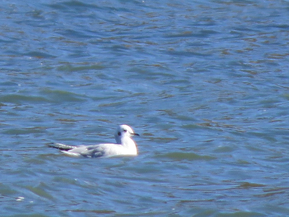 Gabbiano di Bonaparte - ML386465761