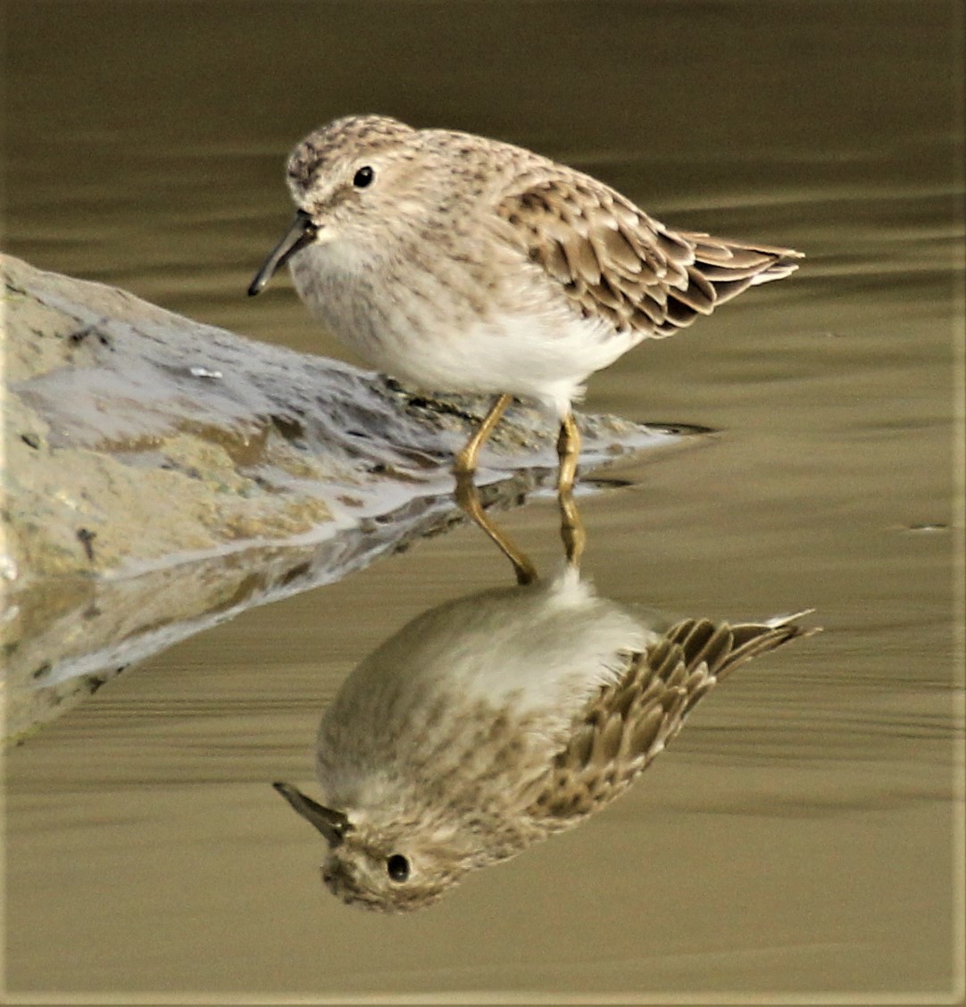 Least Sandpiper - ML386466491