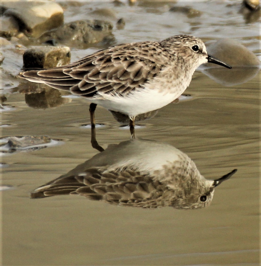 Least Sandpiper - ML386466521