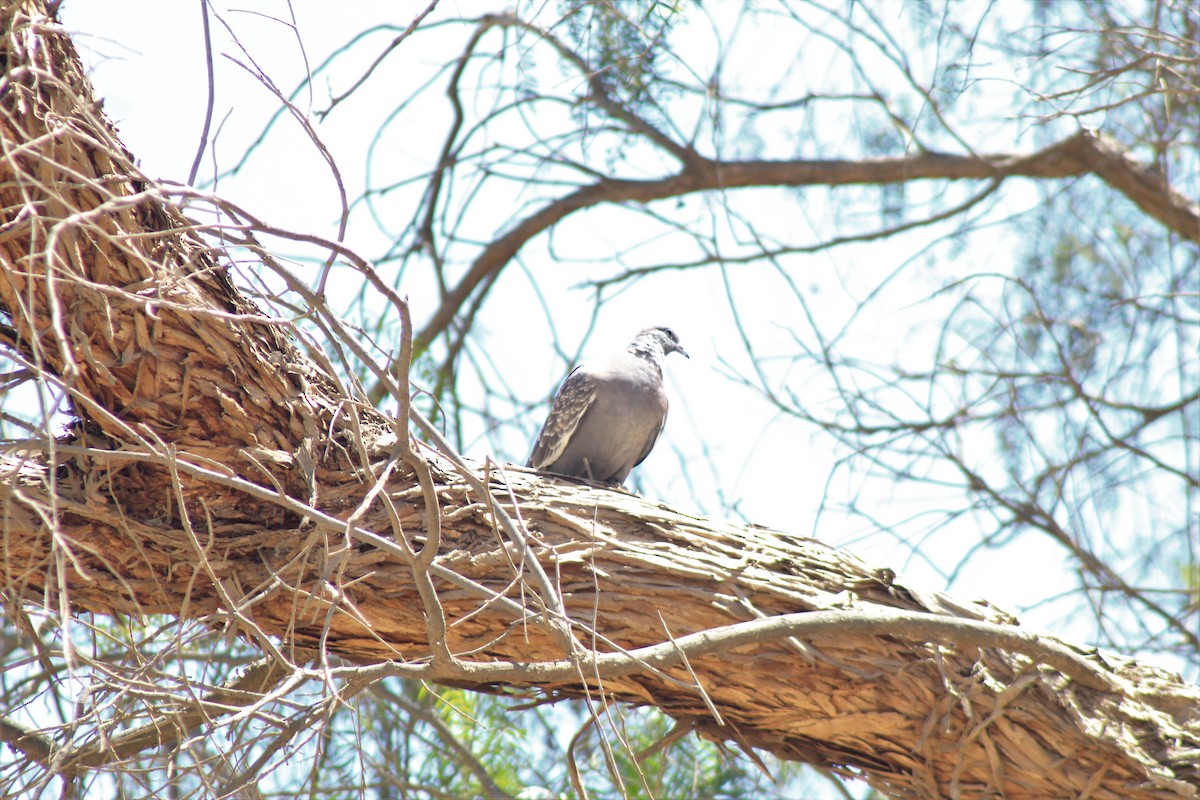 Spot-winged Pigeon - ML386467161