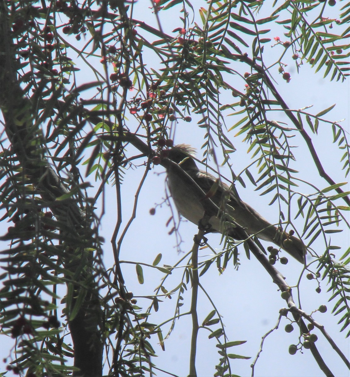 White-crested Elaenia - ML386467981