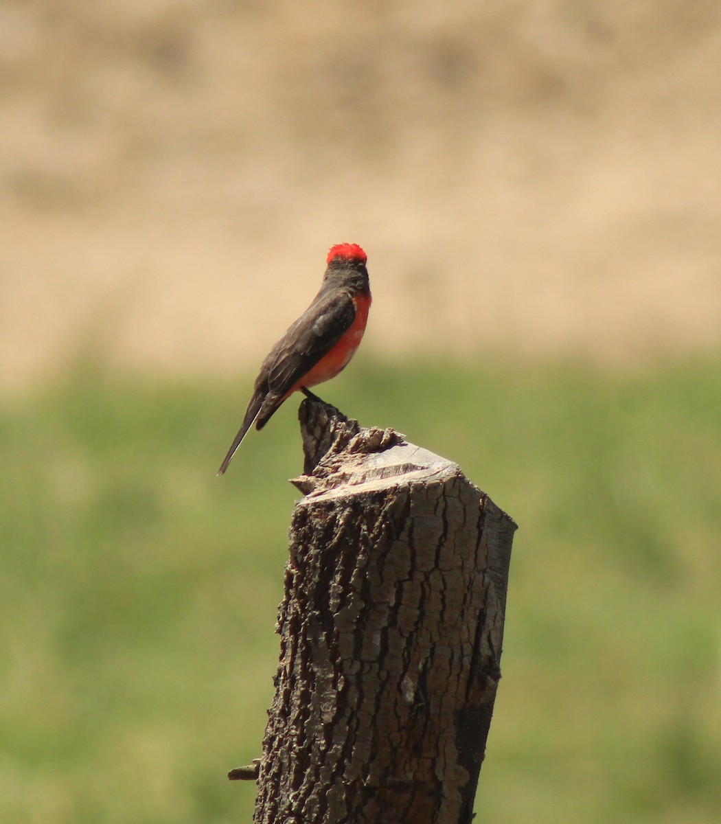 Vermilion Flycatcher - ML386468501