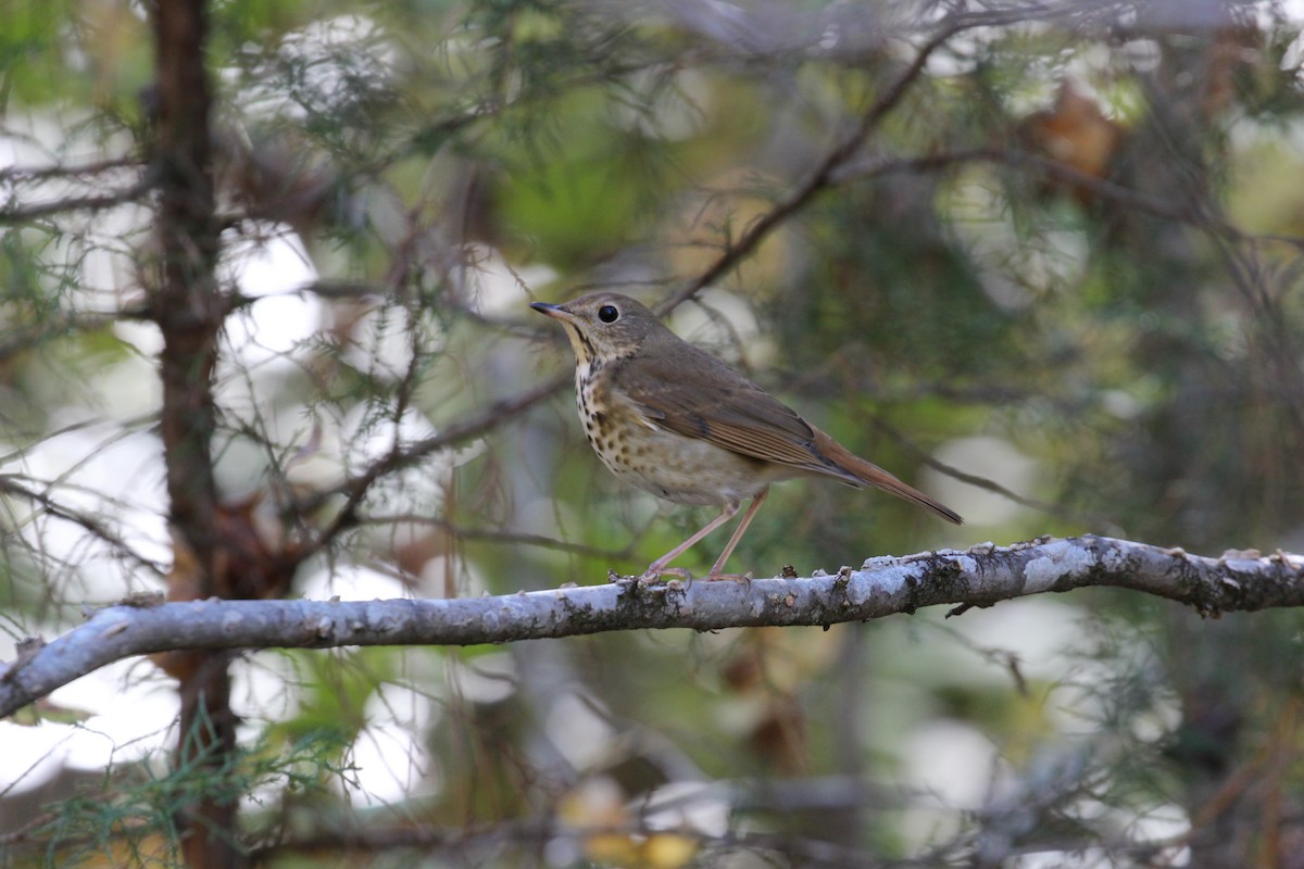 Hermit Thrush - ML386469731