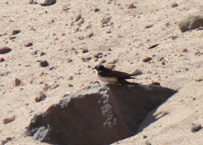 Blue-and-white Swallow - ML386469931