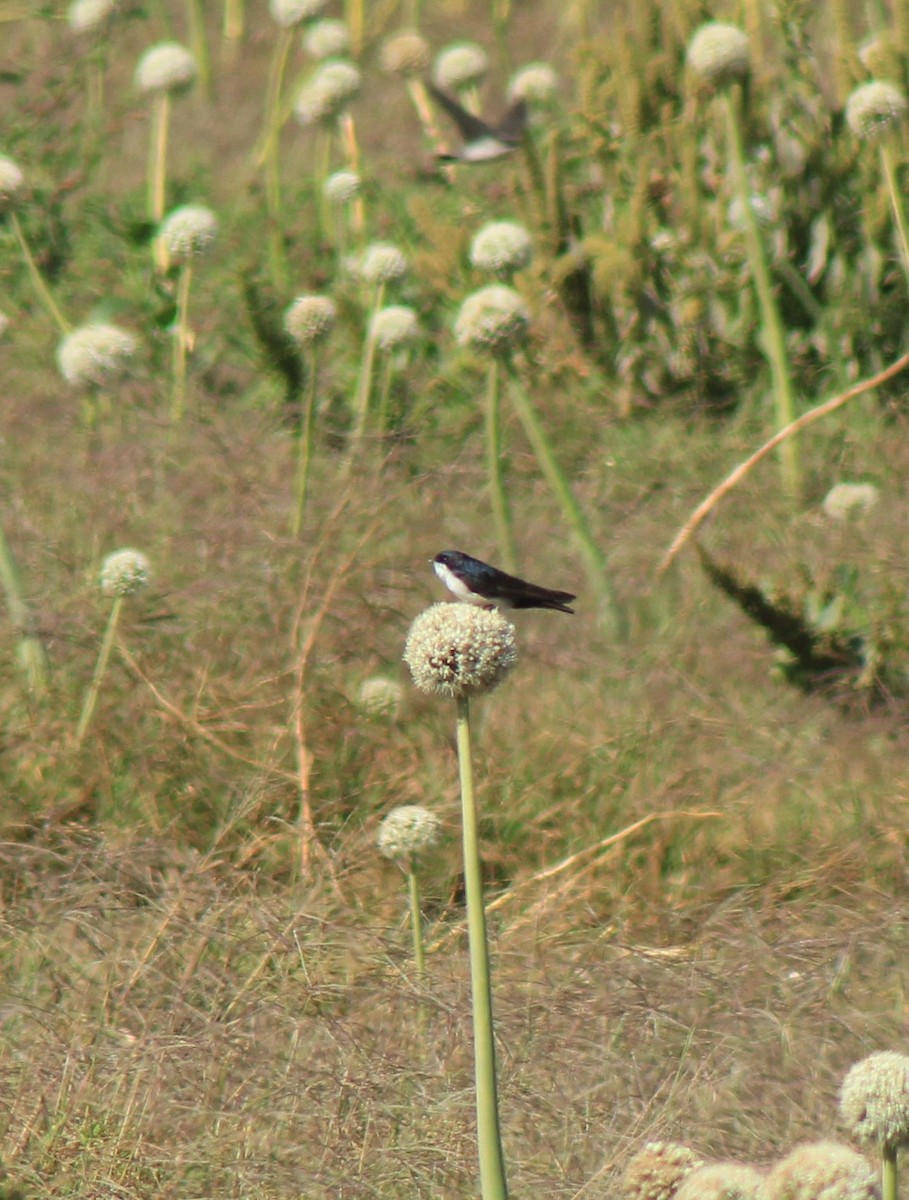 Blue-and-white Swallow - ML386469951