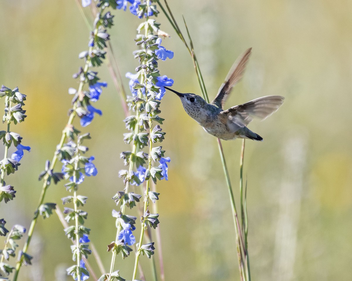 Calliope Hummingbird - ML386470571