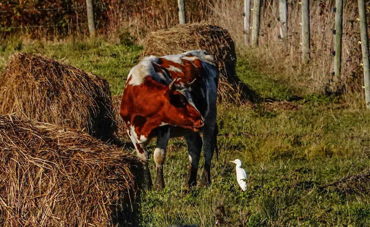 Western Cattle-Egret - Gale VerHague