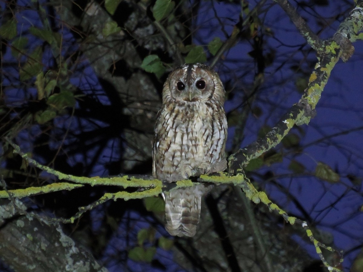 Tawny Owl - Ana Martín Conde