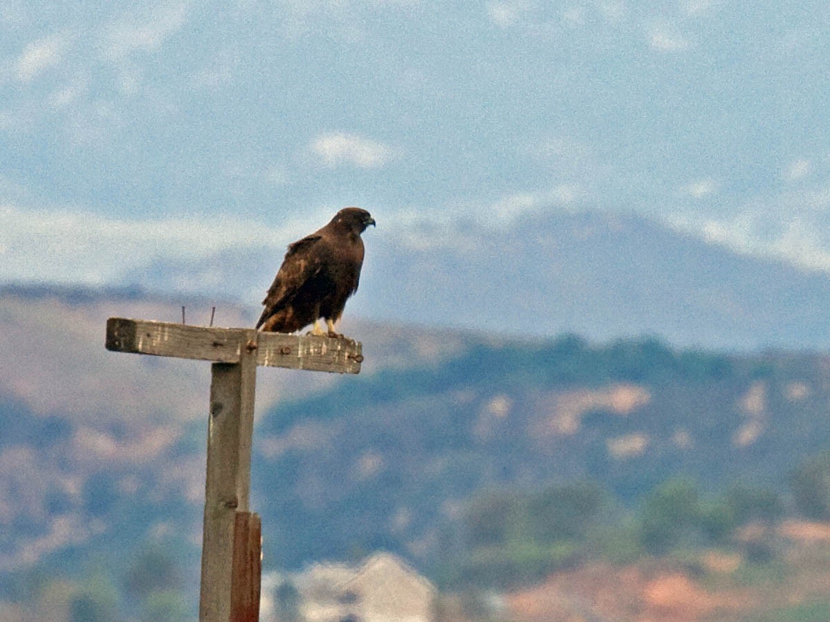Red-tailed Hawk - ML38647181