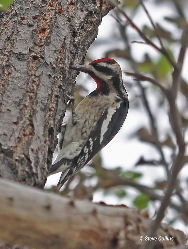 Red-naped Sapsucker - ML38647191