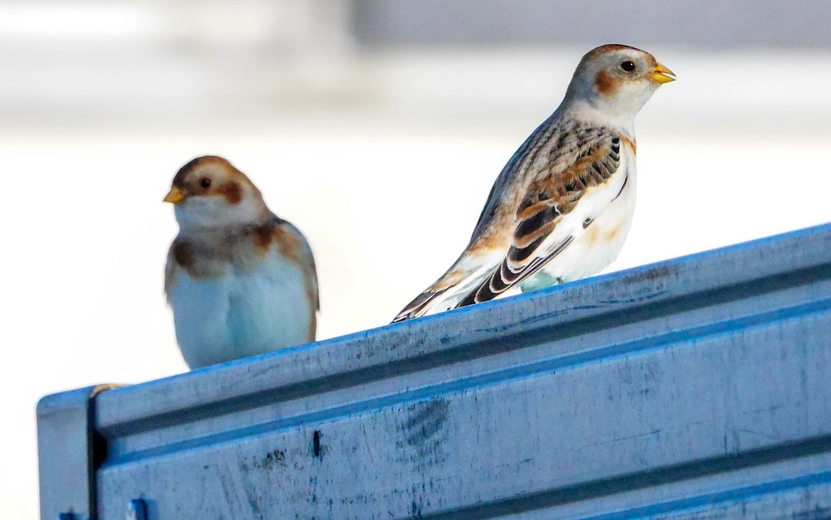 Snow Bunting - Gale VerHague