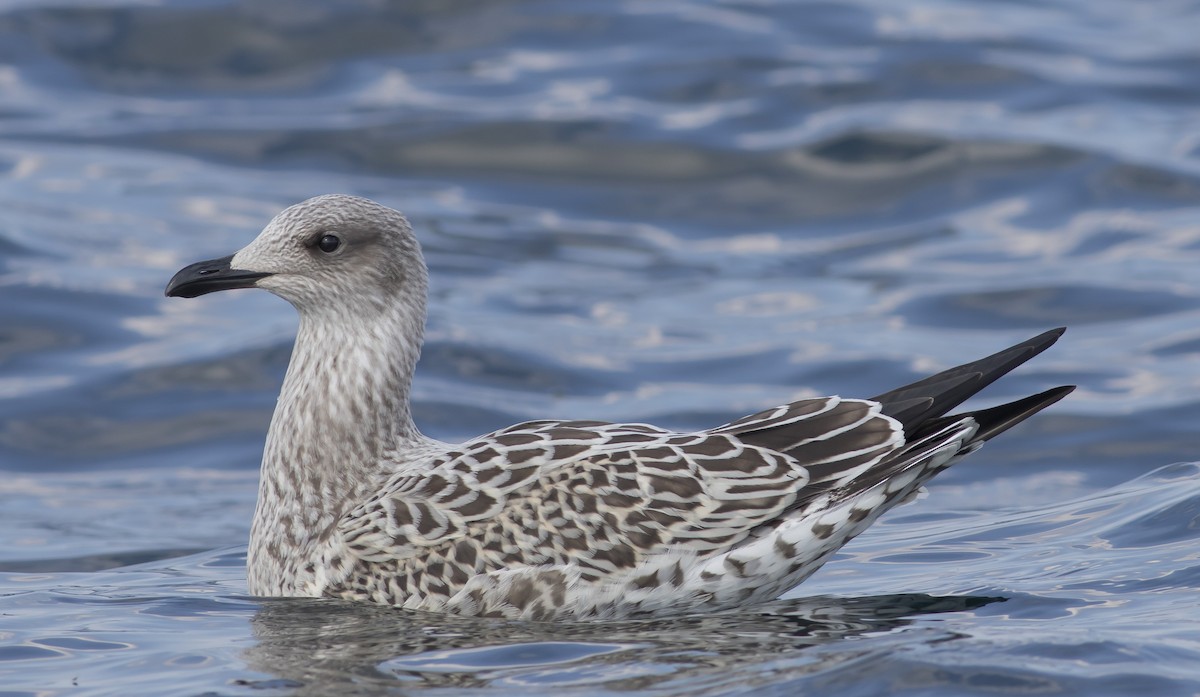 Lesser Black-backed Gull - Caleb Putnam