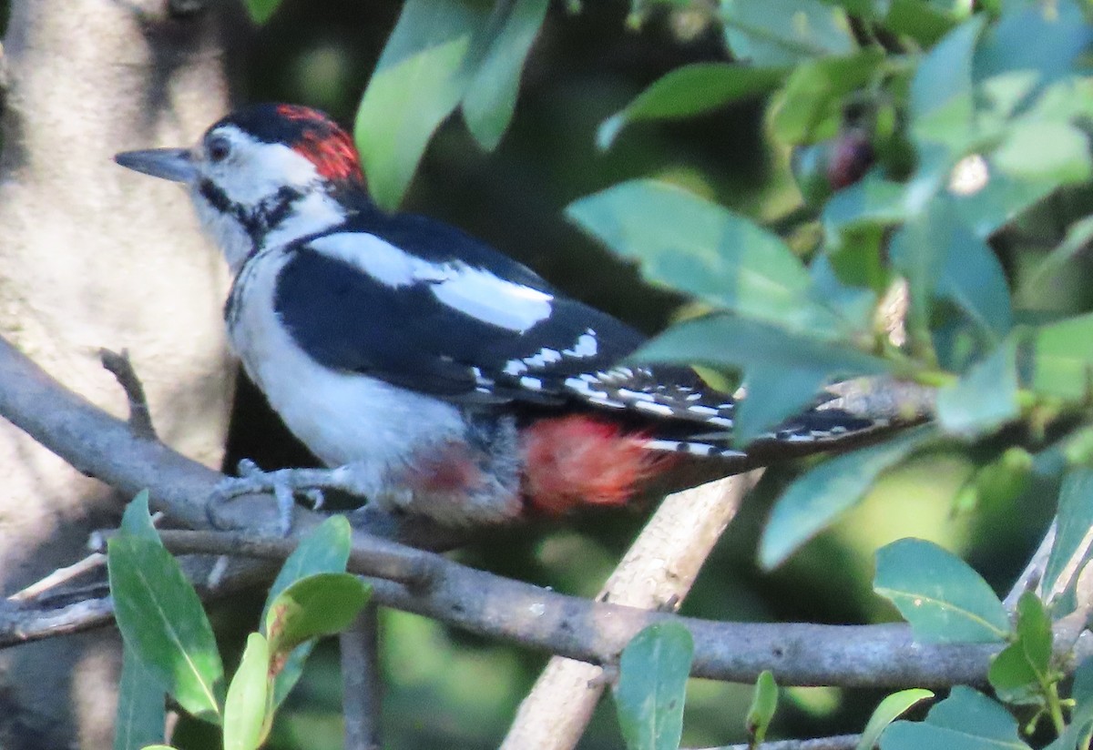Great Spotted Woodpecker - ML386472691