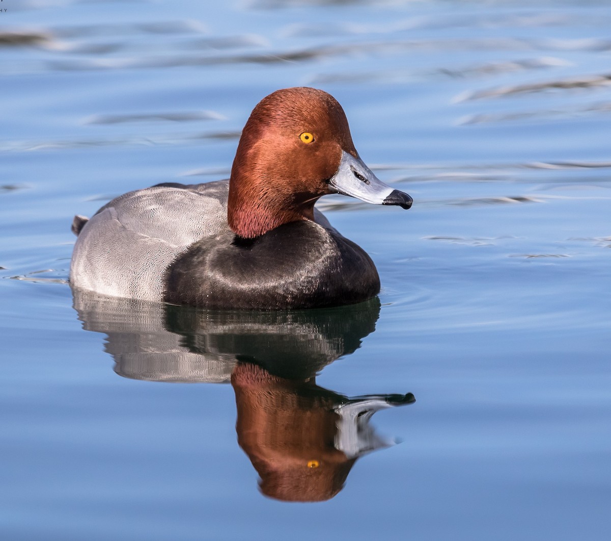 Redhead - ML386474351