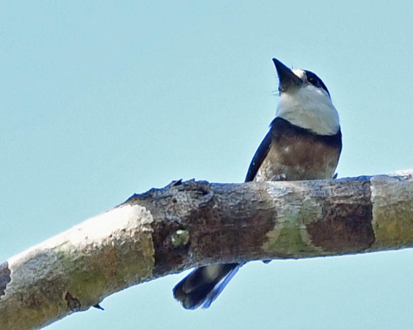 Brown-banded Puffbird - ML386474441