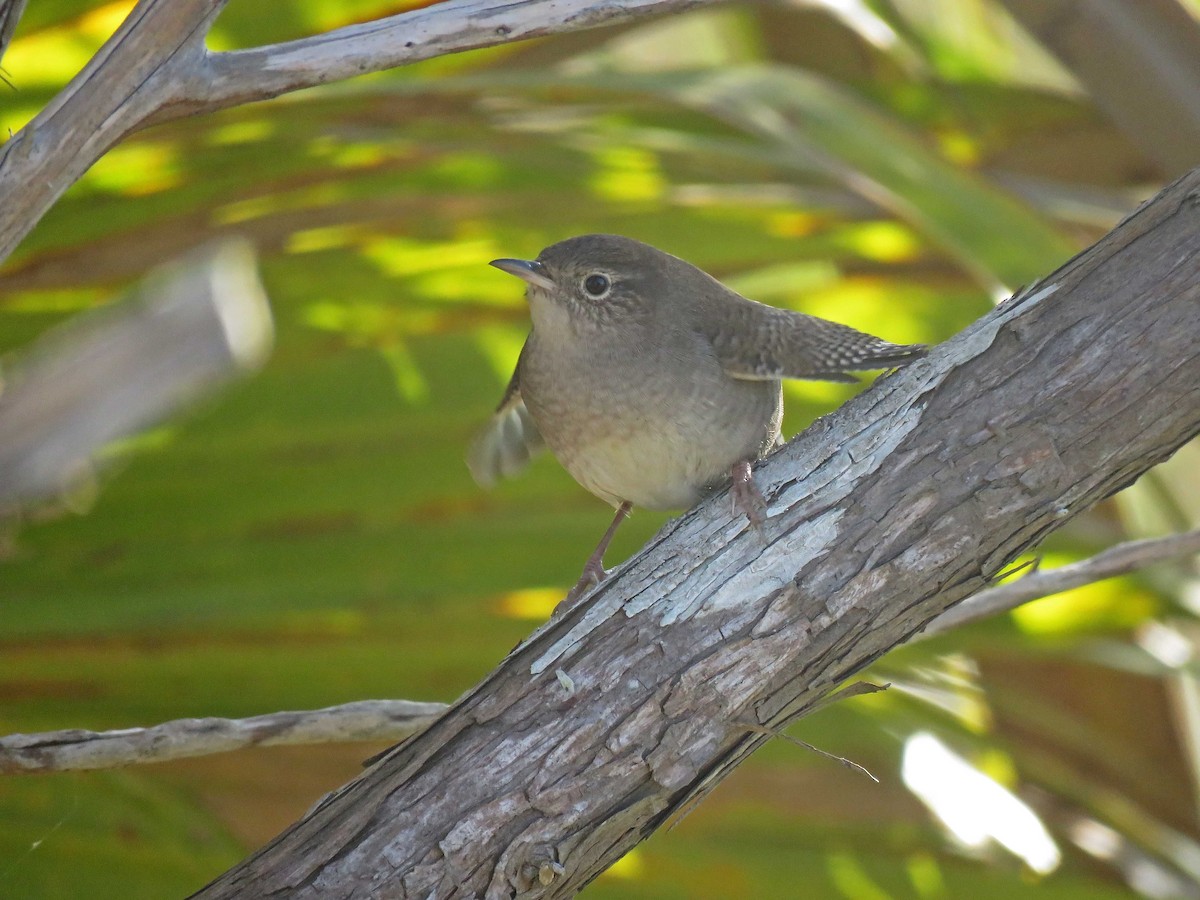 House Wren - Michael Oliver