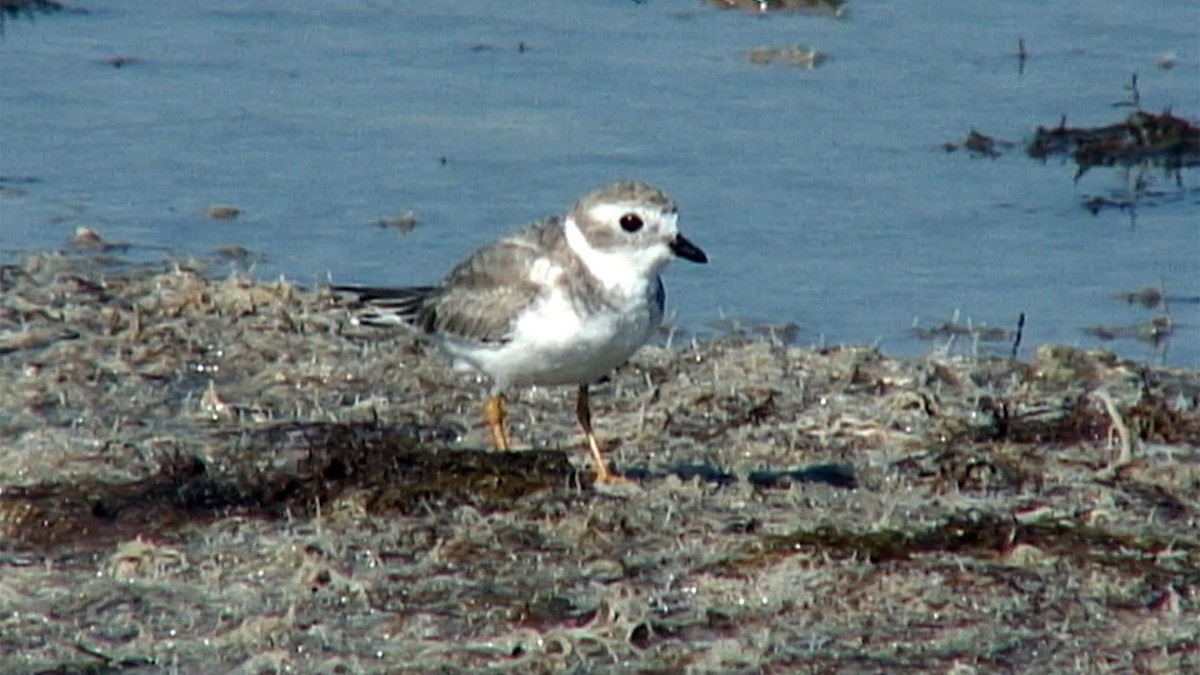 Piping Plover - Josep del Hoyo