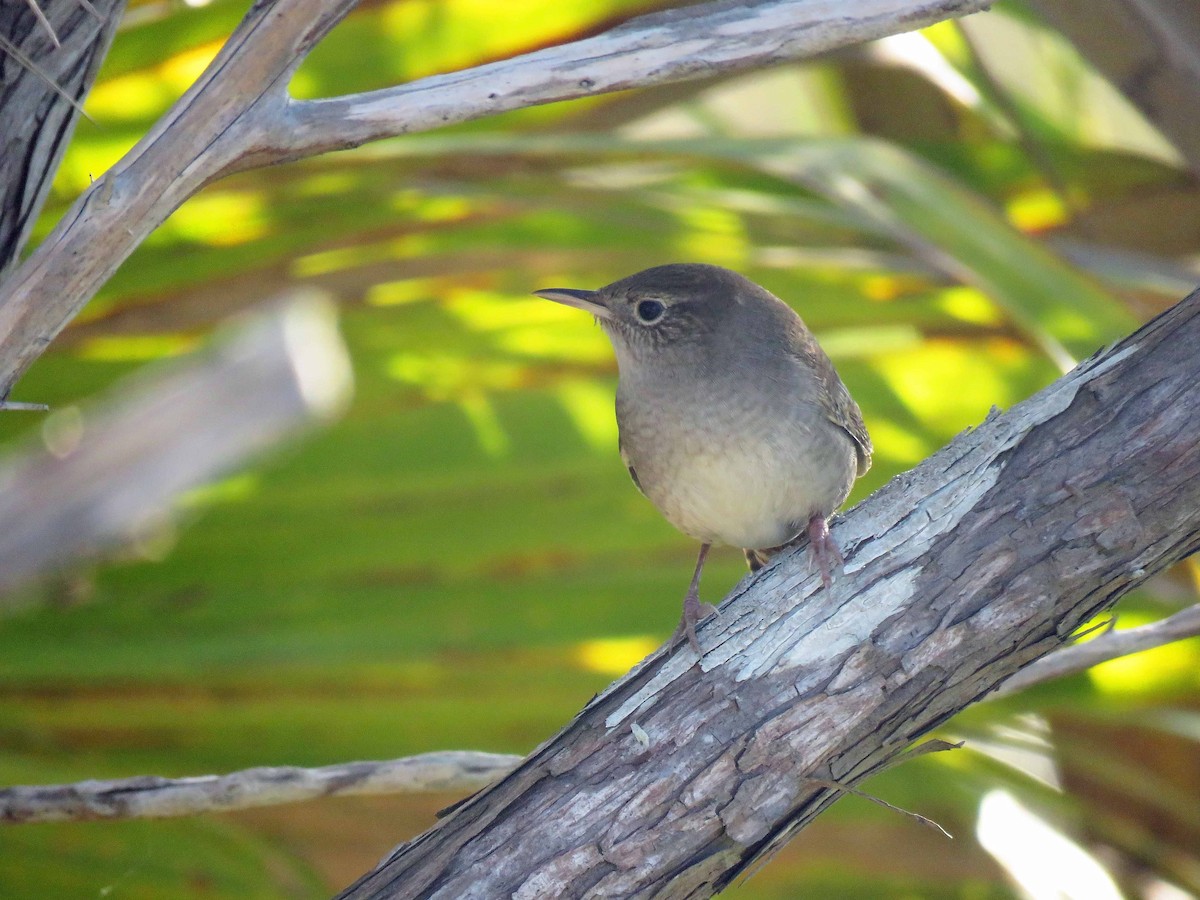 House Wren - ML386475121