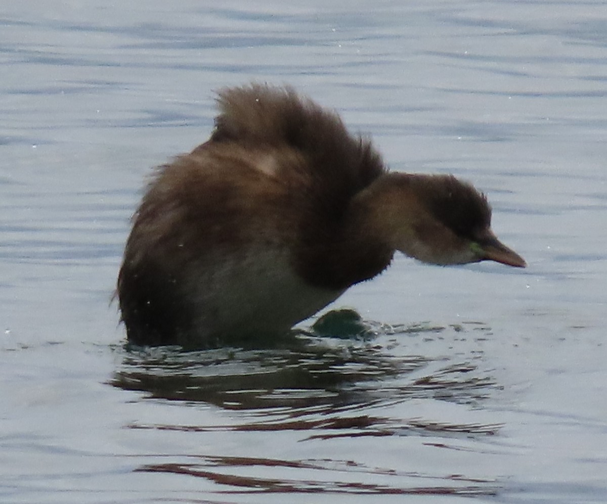 Little Grebe - ML386475561