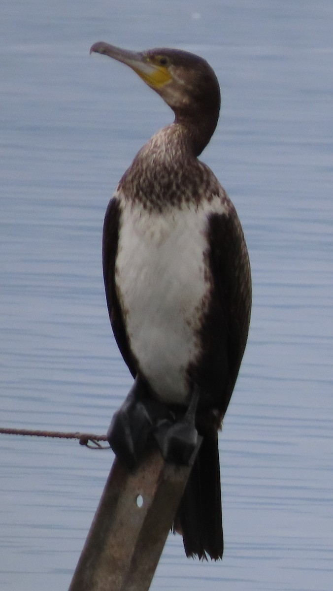 Great Cormorant - ML386475591