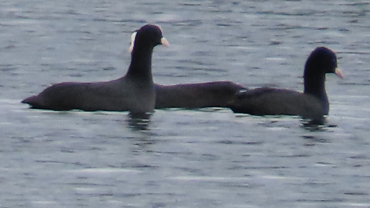 Eurasian Coot - ML386475611