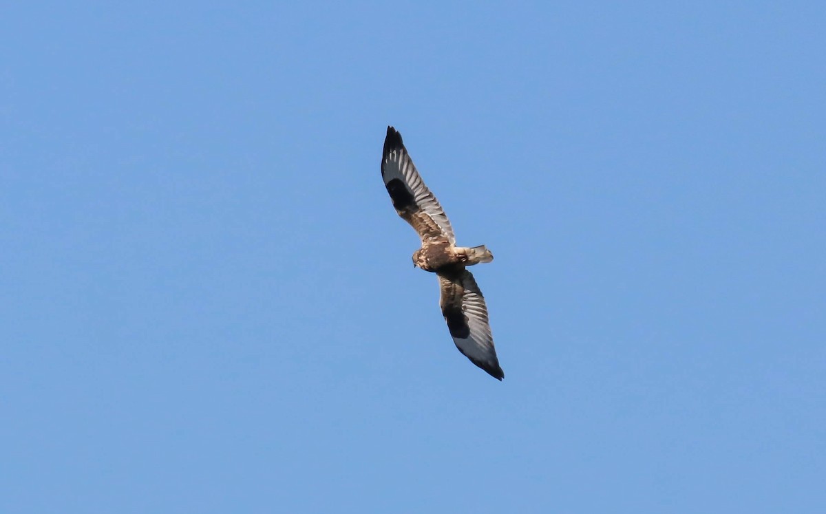 Rough-legged Hawk - Walter Parker