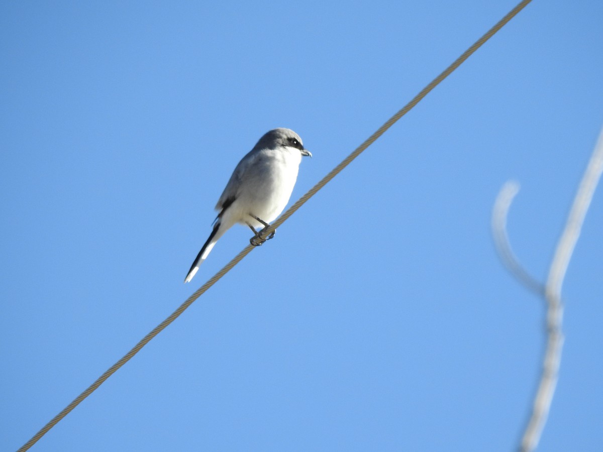 amerikavarsler - ML386477121