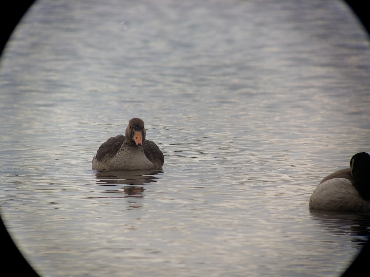 Greater White-fronted Goose - ML386478631