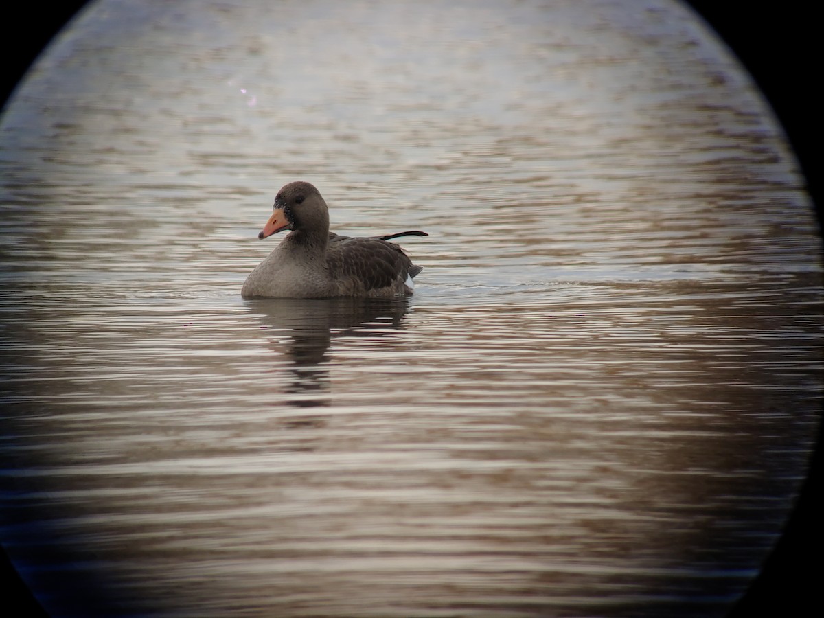 Greater White-fronted Goose - ML386478661