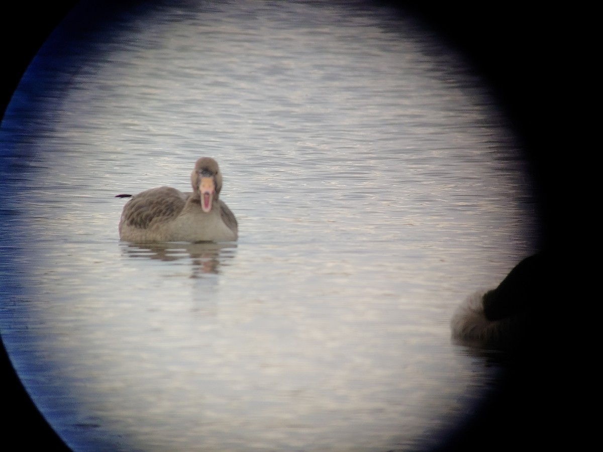 Greater White-fronted Goose - ML386478771