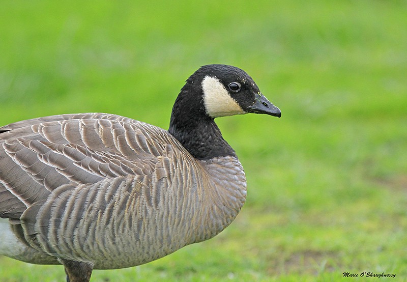 Cackling Goose - ML38647901