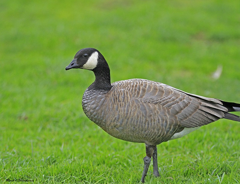 Cackling Goose - ML38647911