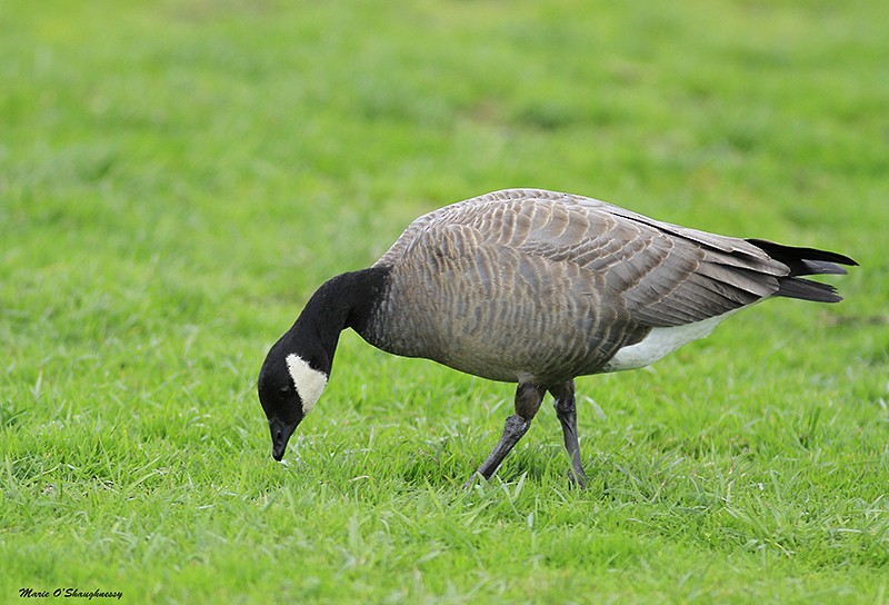 Cackling Goose - ML38647931