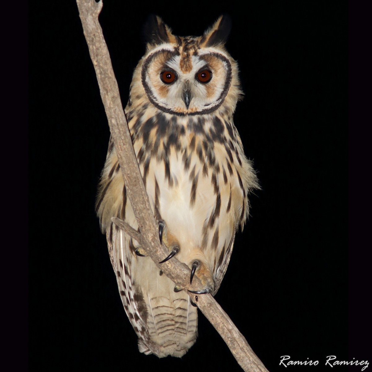 Striped Owl - ML386479351