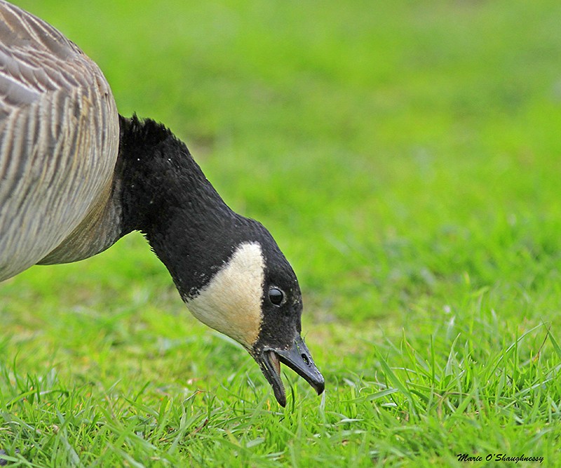 Cackling Goose - ML38647941